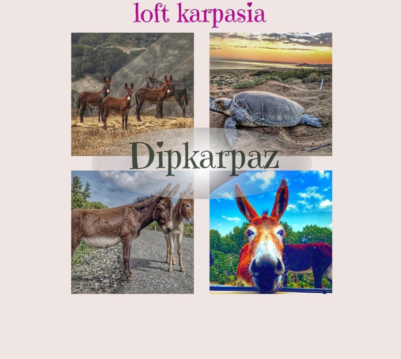 Loft Karpasia Rizokarpaso Exteriér fotografie